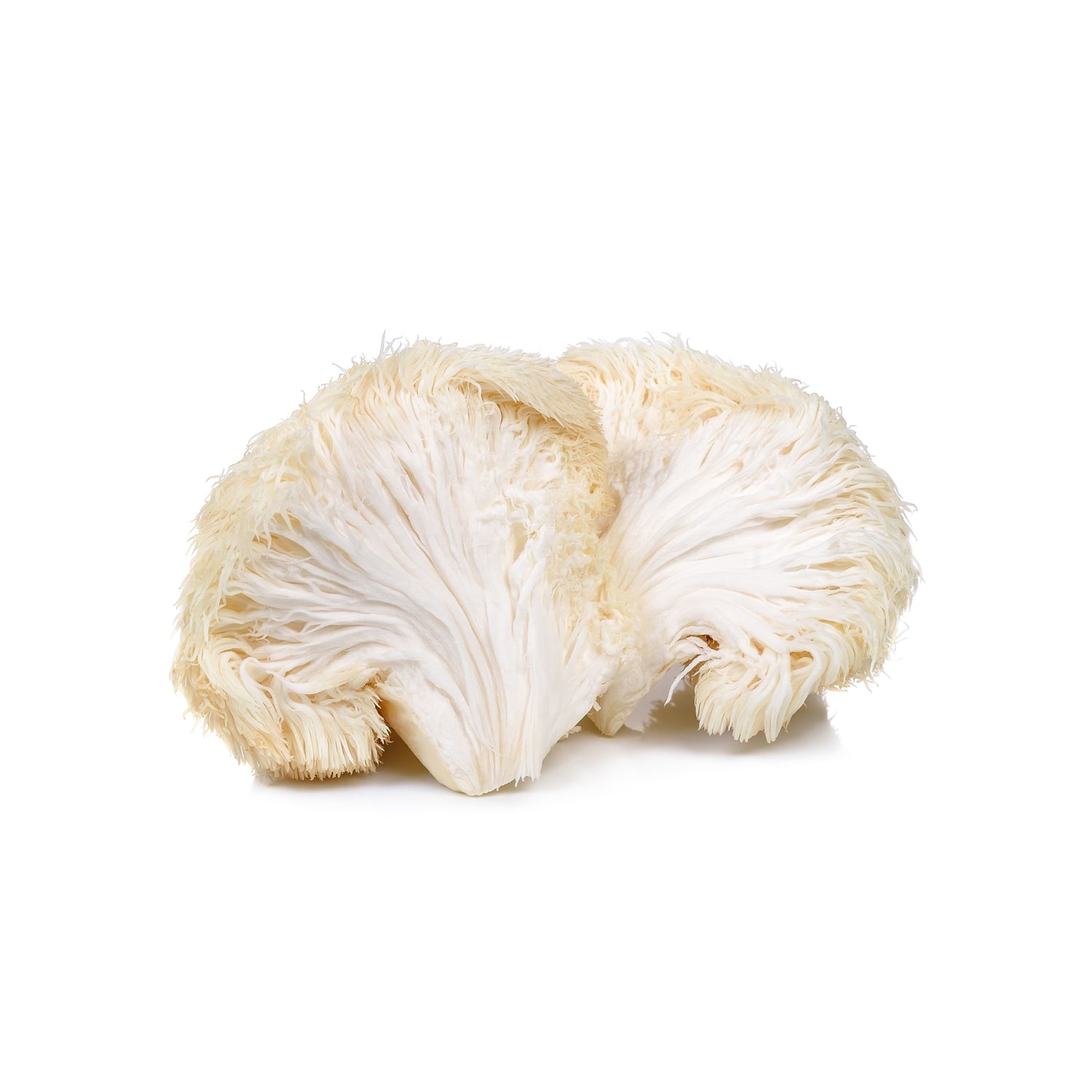 Lions Mane.jpg__PID:89a897e2-cc54-4b3e-9365-dbda0f4b48e6